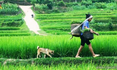 Mai Chau – Pu Luong – Ho Citadel trekking 03 Days