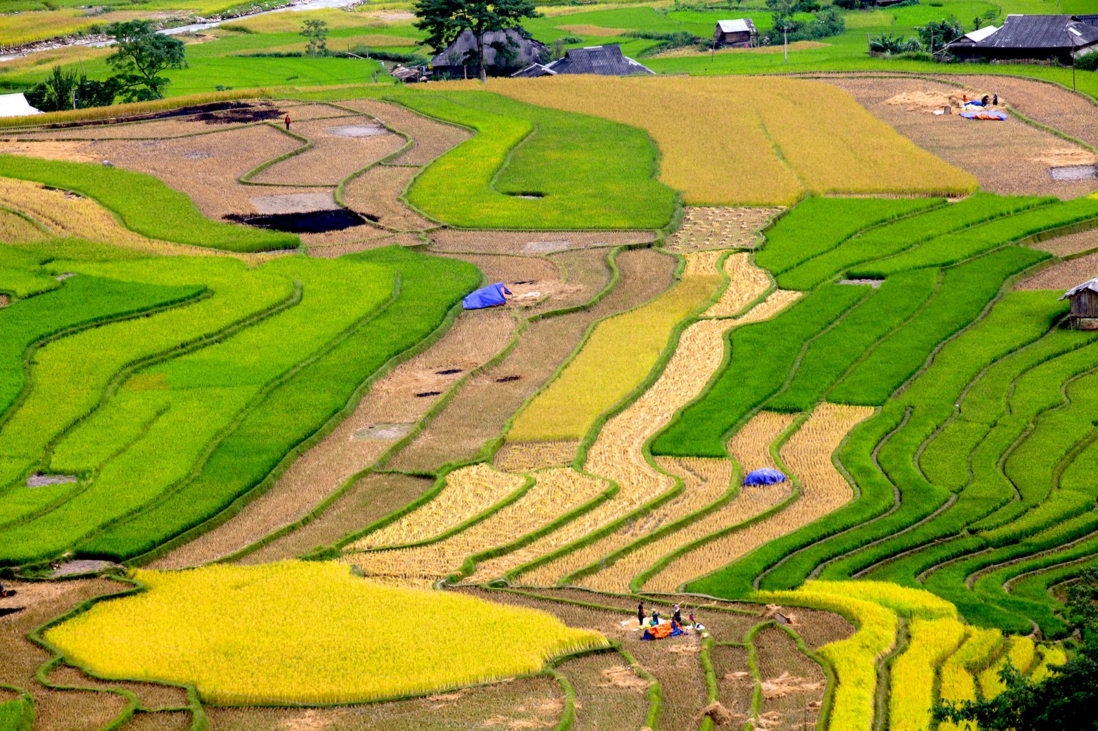 mu_cang_chai